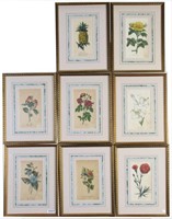 Group of Framed Botanical Engravings