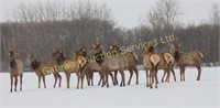 2019 Alberta Elk Ranchers Production Sale