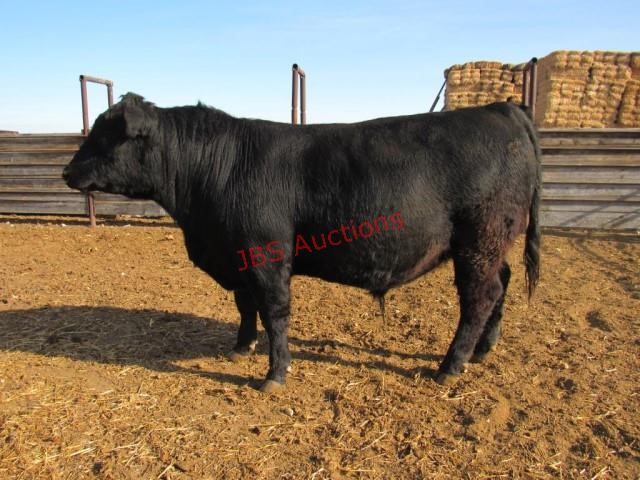 High Desert Select Online Bull and Female Auction