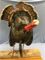 Very well done mounted turkey, head needs better s