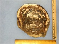 Petrified wood slab, approx. 11" x 9.25" x 1/2"