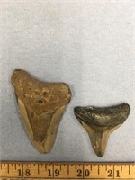 Lot of 2 megalodon shark's teeth, largest is 3"