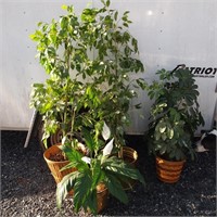 Nice Selection of Artificial Plants