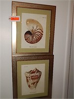 Two piece framed art seashells
