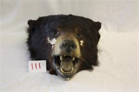 Bear Head Taxidermy