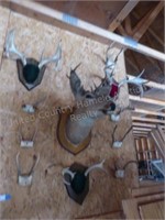 Lot w/ deer horns & deer head mount
