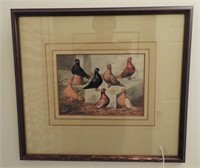 “Feathered World” framed print of homing pigeons