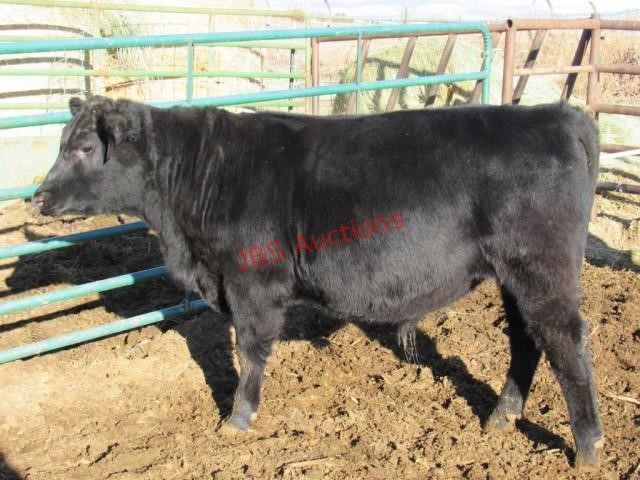 High Desert Select Online Bull and Female Auction
