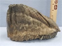 Preserved mammoths tooth, approx. 8.25" x 5"     (