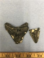 Lot of 2 megalodon shark's teeth, largest is 2.25"