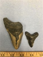 Lot of 2 megalodon shark's teeth, largest is 3.5"