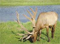 2019 Alberta Elk Ranchers Production Sale