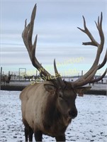 2019 AEC Convention Select Elk  & Semen Auction