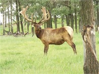 2019 AEC Convention Select Elk  & Semen Auction