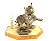 Bobcat and rattlesnake mount