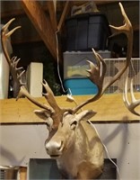 Large Caribou shoulder mount