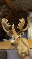 Large Caribou shoulder mount with Velvet