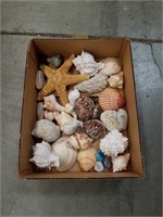 Box of seashells