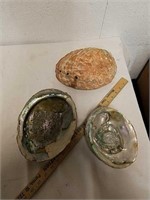 Three large Abalone shells