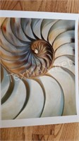Nautilus Shell Spirals Photographic Print