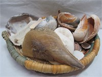 Shells lot in woven bowl