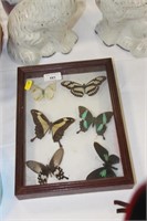 Vintage boxed butterflies
