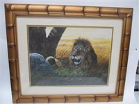 Framed Print of Lion