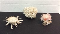 Natural Shell, Coral and Shell Art K16C