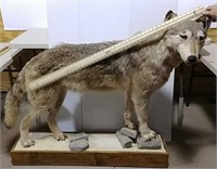 Full body wolf mount