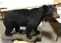 Black Bear full body mount