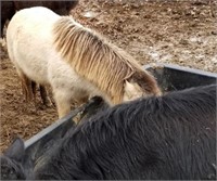 MINIATURE HORSE MARE NAMED HONEY