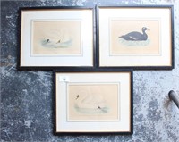 Benjamin Fawcett, 3 early prints of various ducks