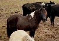 MINIATURE PONY BLACK AND WHITE GELDING