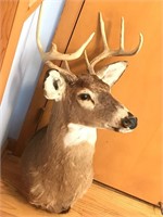 Mounted Deer Head 8pt Buck Ready to Hang on Wall