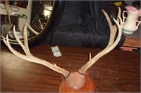 26" Mounted Deer horns-one point is broken