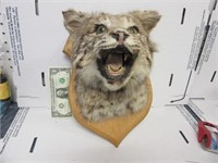 Taxidermy Bobcat Type Head Decor