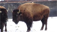 Turner Ranches 2019 Prairie Performance Bison Auction