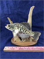 Signed Carved Crappie Sculpture