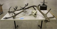 Elk Skull, Elk Antler & Caribou Antler