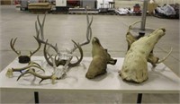 (2) Deer Heads & (5) Pairs of Antlers