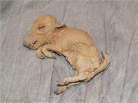 Mummified Piglet with 6 legs