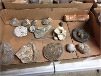 Sea Shell Fossils - Oysters, Mussel, Scallop....