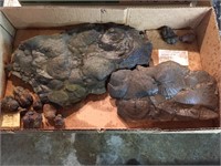 Fossils - Sea Shells & Turtle Dung
