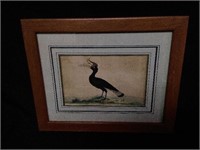 Antique Framed Great Hornbill by F.P Nodder 1790