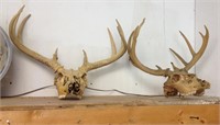 Pair of skulls and antlers