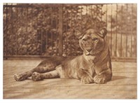 THOMAS JAMES DIXON, Carbon Photograph, Lioness