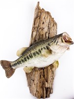 Taxidermy Big Mouth Bass Mounted on Driftwood