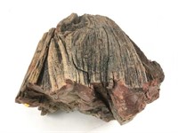 Petrified Wood