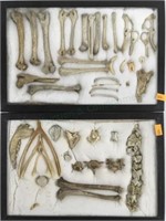 (2) Displays With Ancient Bones Found In Utah