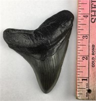 Fossilized Megalodon Tooth - Polished & Repaired